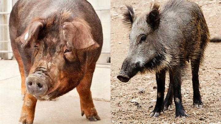 Обзор 18 популярных мясных пород свиней во всем мире и россии