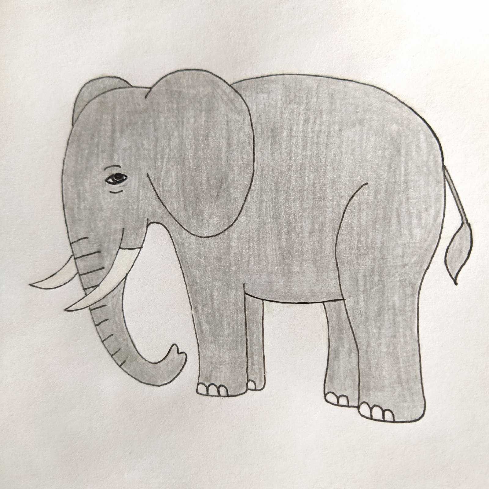 Раскраски слон. лучшие картинки для детей скачивайте и распечатывайте