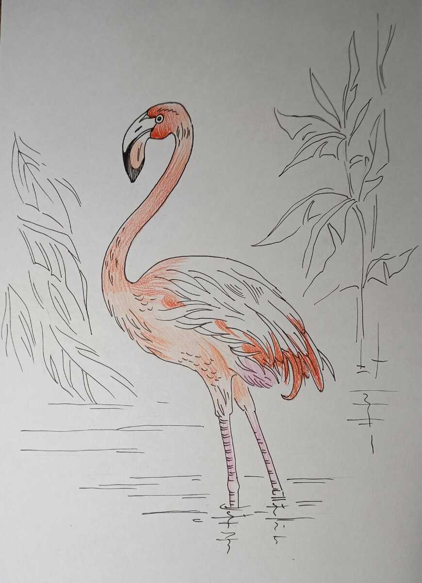 Как нарисовать фламинго | рисунок розового фламинго карандашом поэтапно