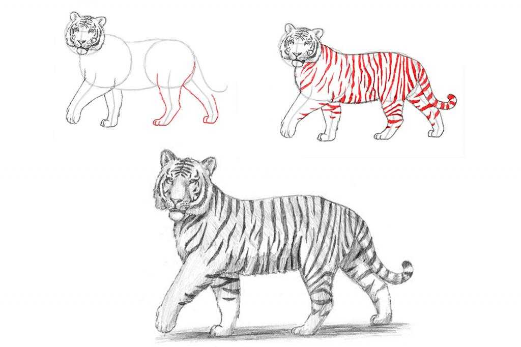 Рисунки тигра и тигренка на новый год 2022: карандашом, акварелью, фломастерами (раскраска) — мультяшные, прикольный зимний в шапке