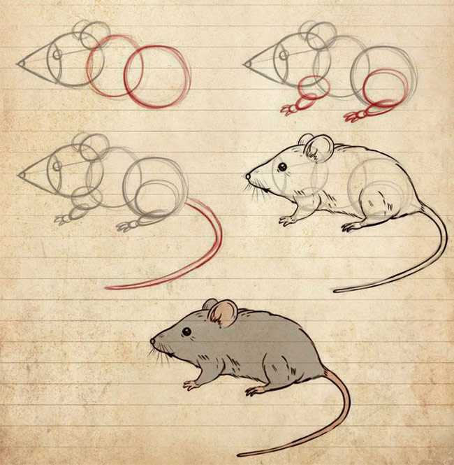 Как нарисовать мышку  поэтапно 6 уроков