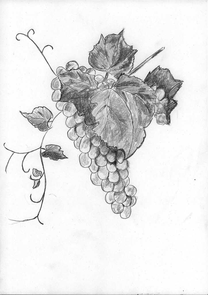 Channy paragould crxs: как нарисовать виноград: поэтапная инструкция для начинающих, как
красиво, легко и просто нарисовать, карандашом и акварелью, видео уроки.