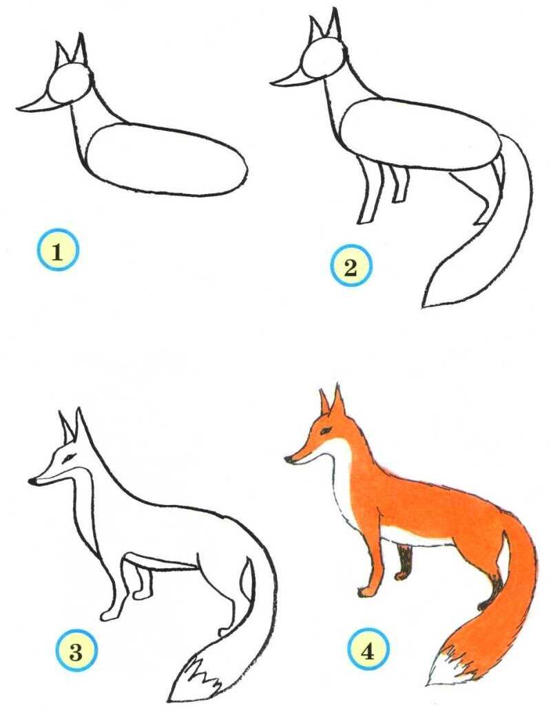 Как нарисовать животных поэтапно карандашом - легкие мастер-классы по рисованию слона, кошки, собаки