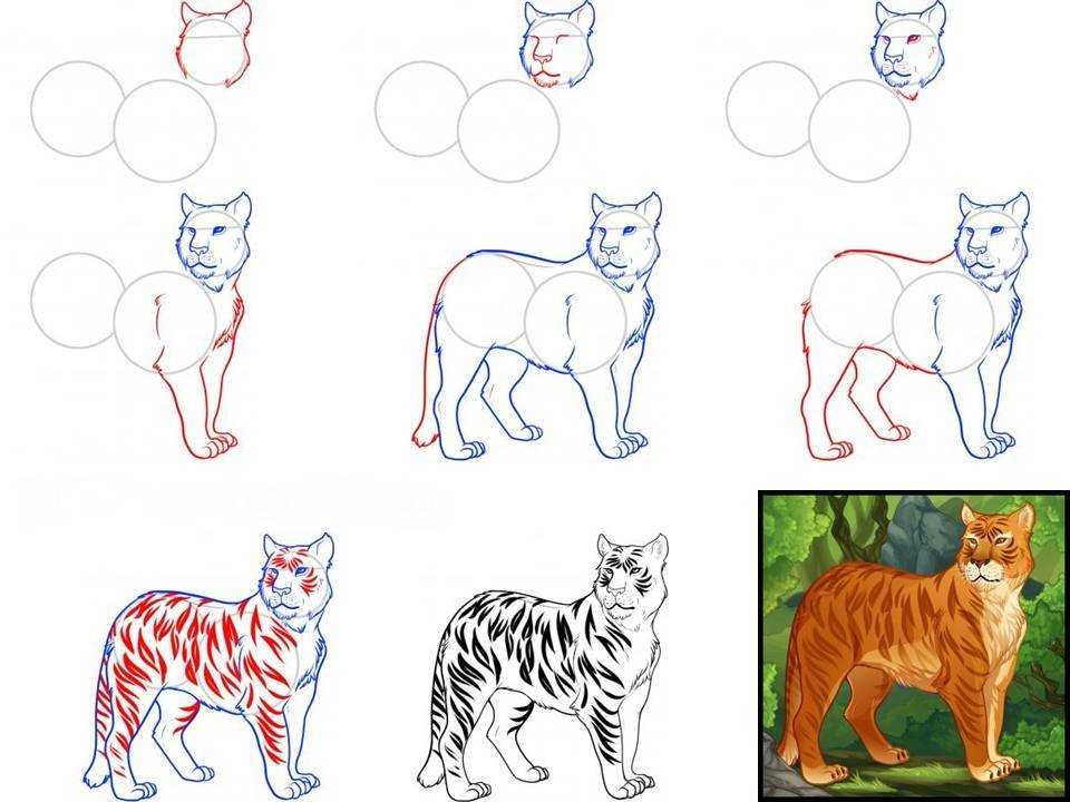 Как нарисовать голову тигра  поэтапно 6 уроков