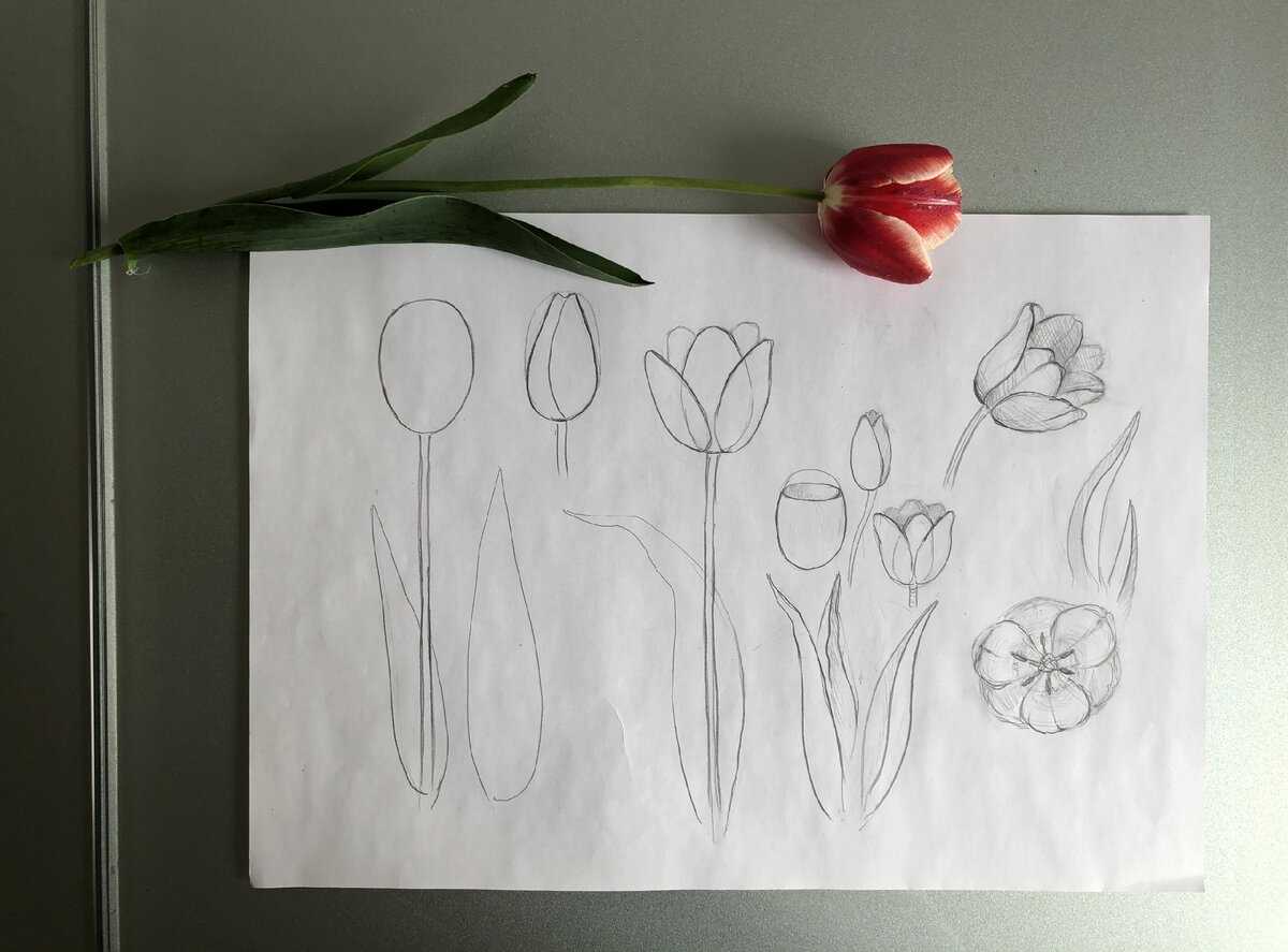 Как нарисовать вазу карандашом поэтапно: мастер-класс по созданию красивого рисунка своими руками с советами от художника