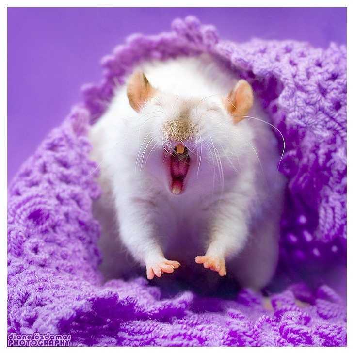 Сыррр! 9 самых знаменитых крыс и мышей в кинематографе
