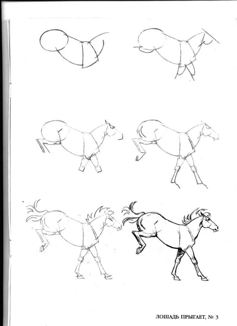 Как легко и красиво нарисовать животных поэтапно карандашом для начинающих