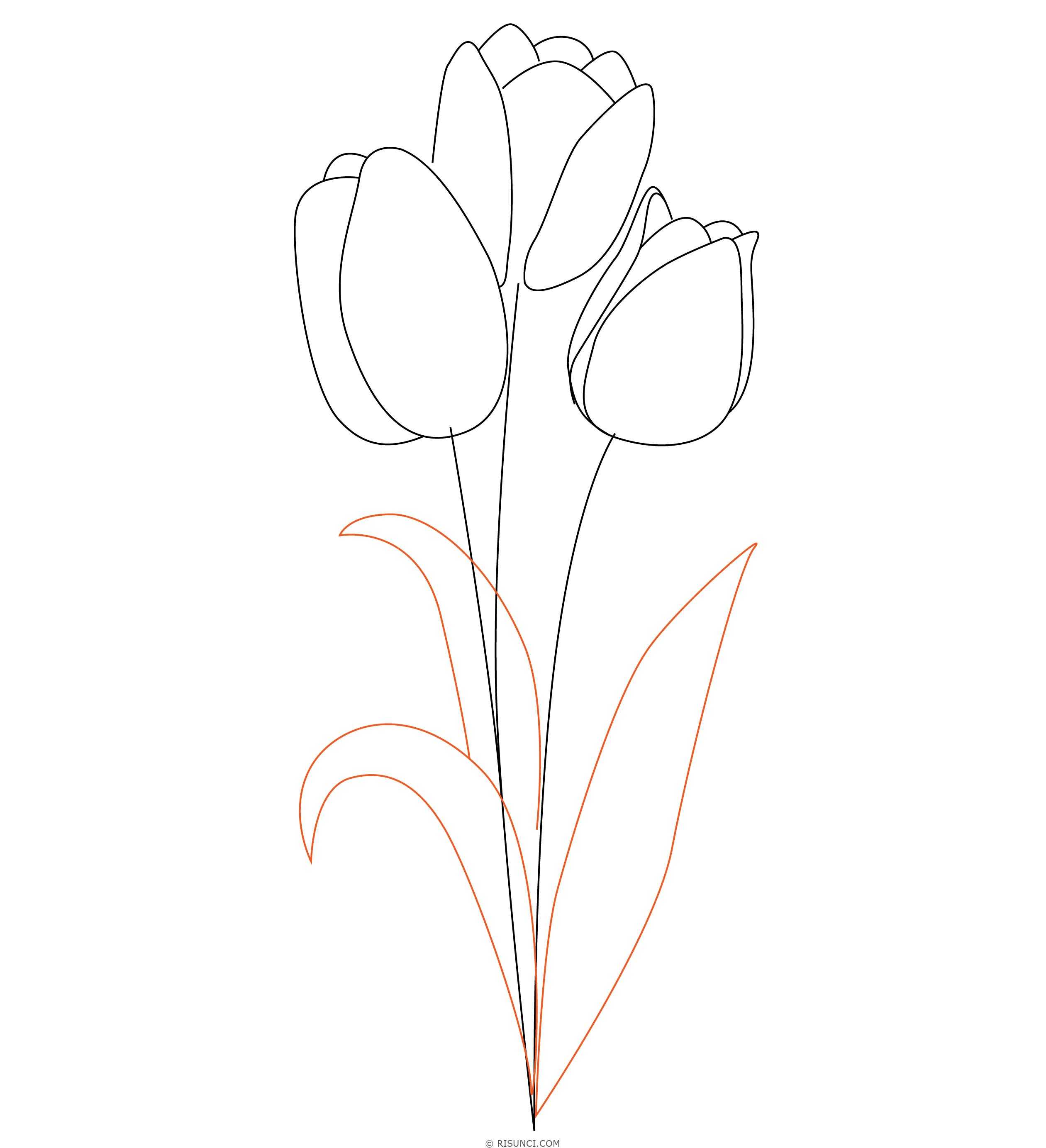 Как нарисовать тюльпан поэтапно карандашом (53 фото) - легкие мастер-классы по рисованию тюльпанов