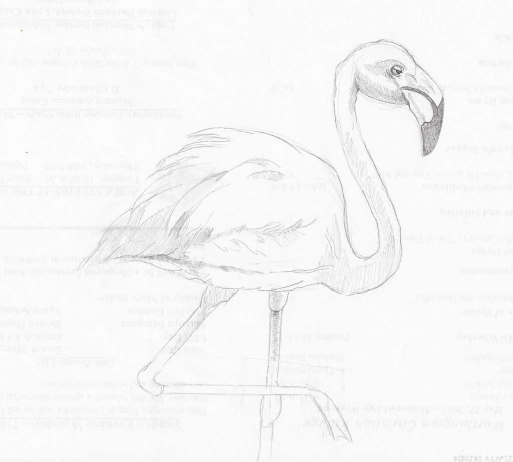 Как нарисовать фламинго поэтапно
