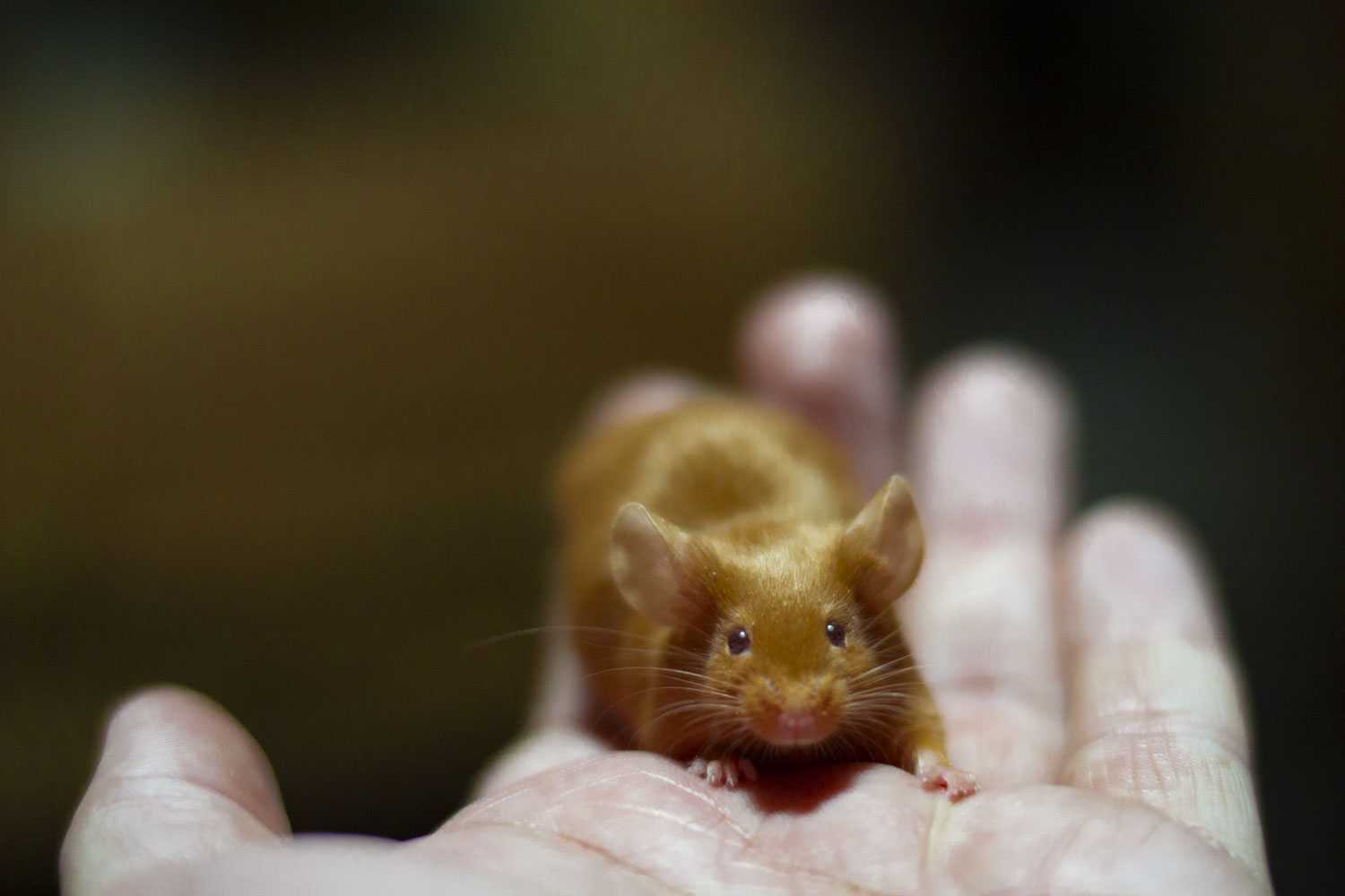 Милая мышь (55 фото няшных мышек).