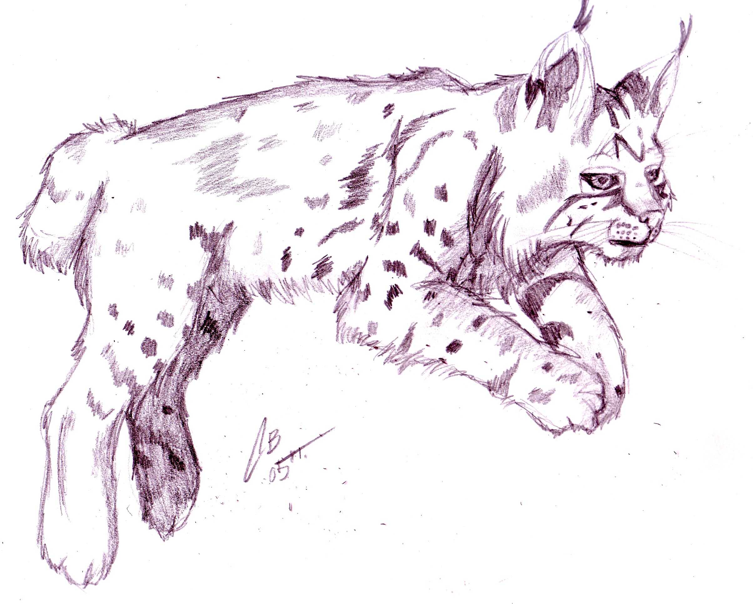 Рыси (en: lynx) большие кошки рысь обои, картинки, скачать 254 обои на рабочий стол. красивые бесплатные фото животных для рабочего стола
