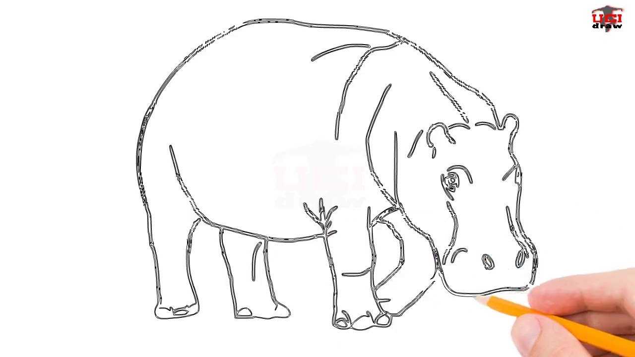 Как нарисовать бегемота который съел много. как нарисовать бегемота карандашом поэтапно для детей