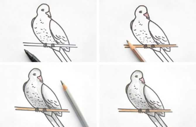 Как нарисовать голубя: несколько простых правил :: syl.ru