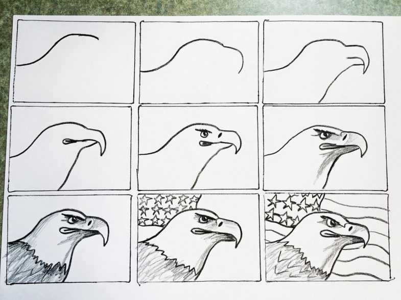 Нарисовать орла карандашом: летящий, степной и двуглавый орёл, рисунки (голова, хвост, когти) для начинающих, видео мастер-класса