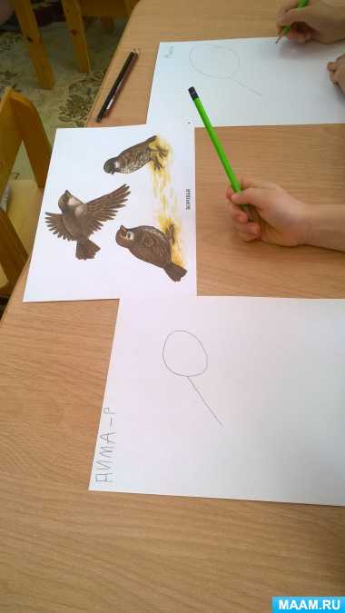 Рисунок воробья для детей карандашом поэтапно, раскраска на ветке, дереве с кормушкой, хлебом, цветком