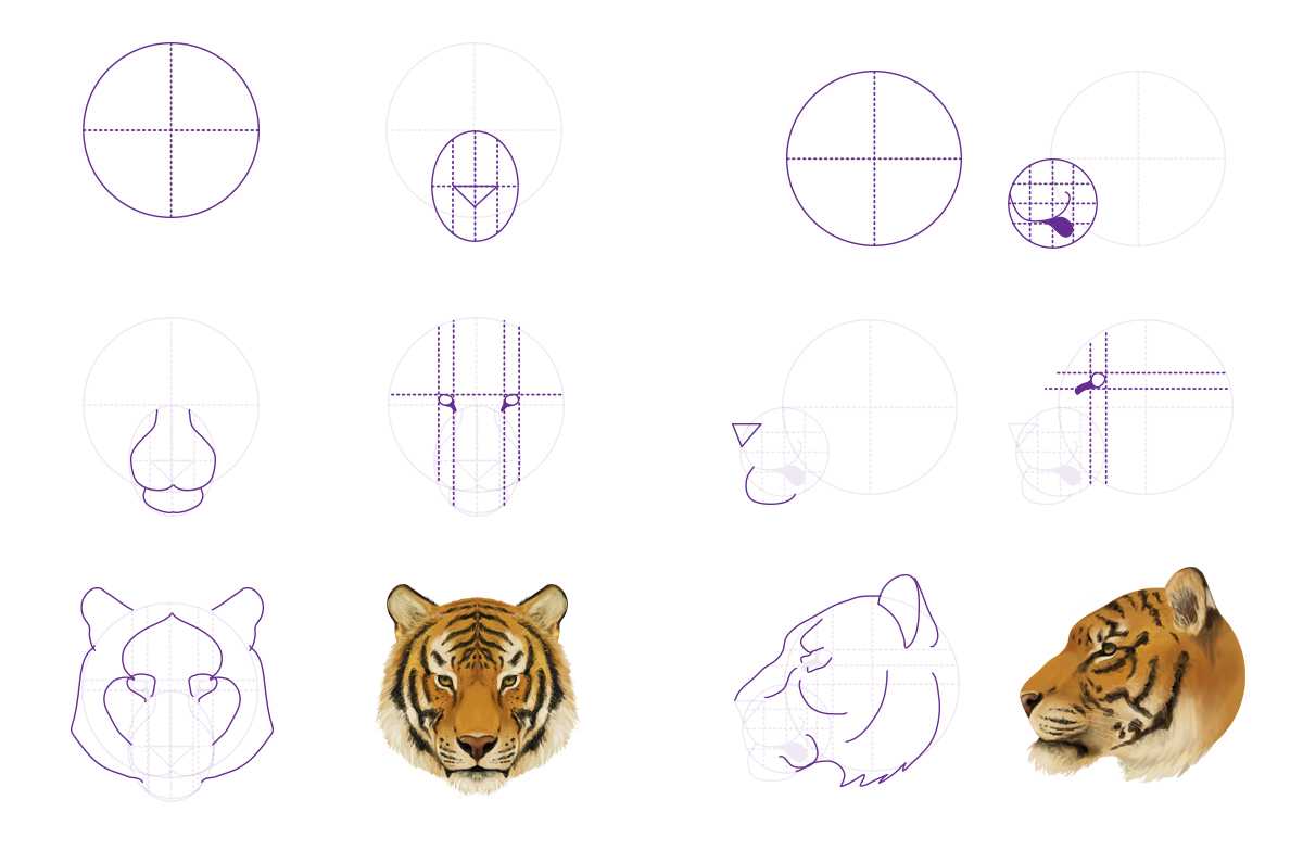 Как нарисовать лежащего тигра поэтапно 6 уроков
