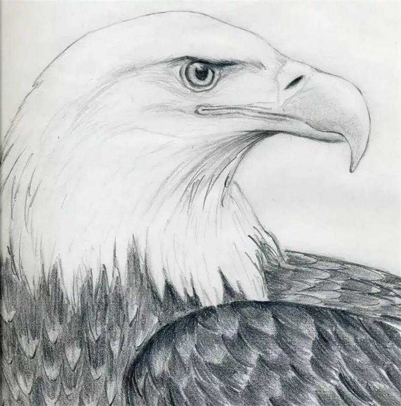 Как нарисовать орла поэтапно карандашом (56 фото) - мастер-классы для начинающих