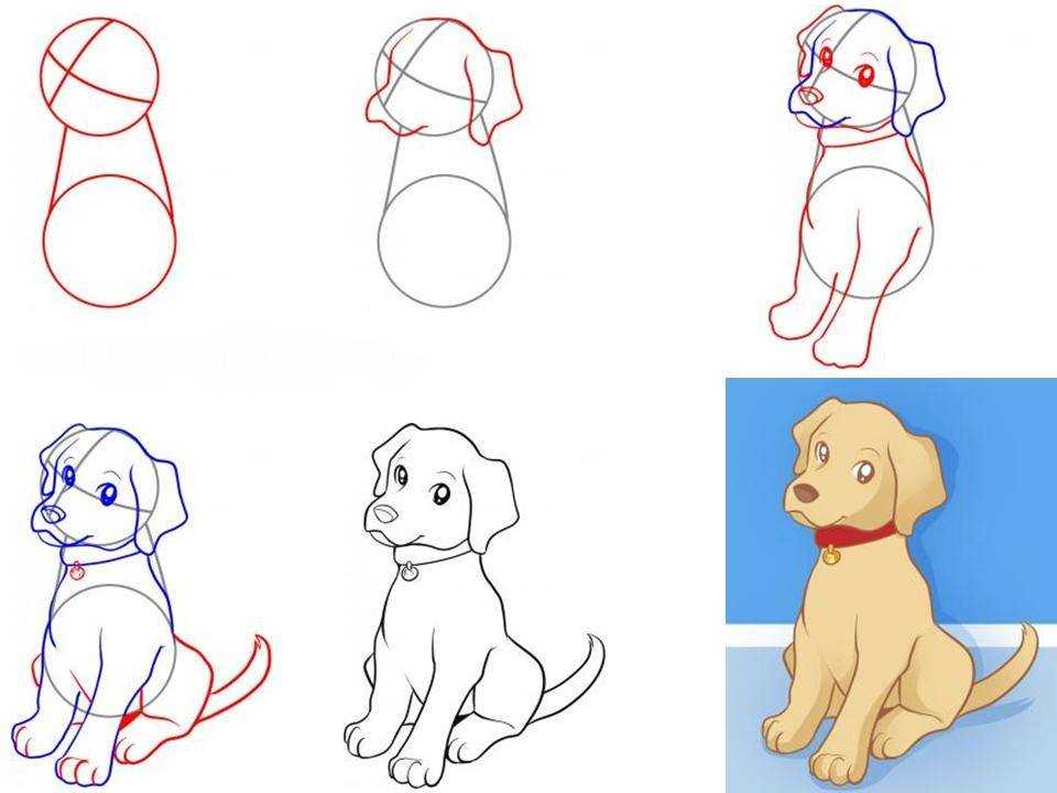 Как нарисовать собаку поэтапно карандашом легко и красиво: для детей и начинающих
