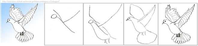 Как нарисовать голубя поэтапно карандашом (56 фото) - легкие мастер-классы по рисованию голубя