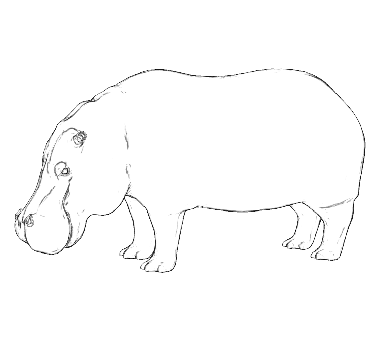 Как нарисовать бегемота: инструменты для творчества и пошаговое выполнение рисунка