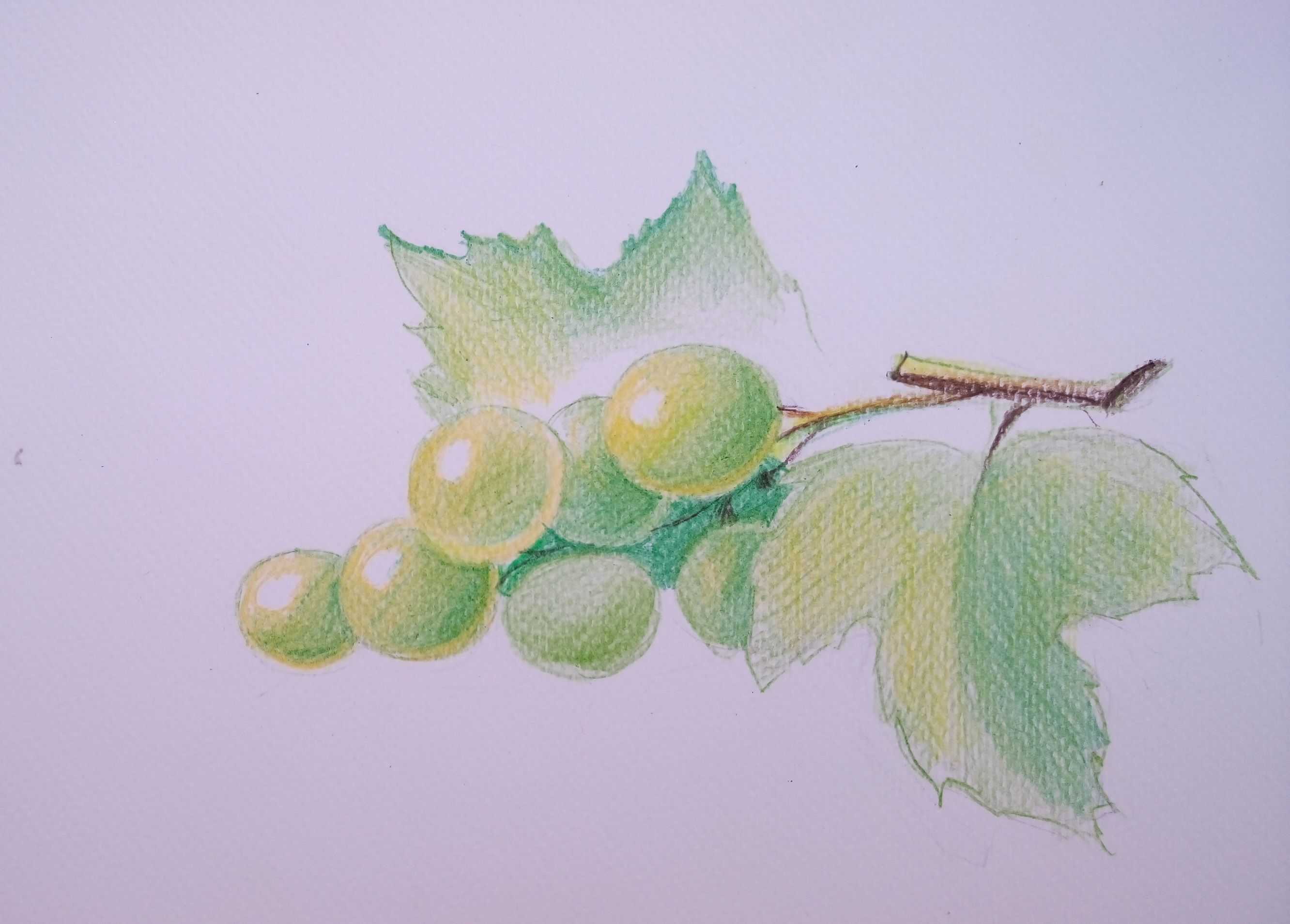 Как нарисовать виноград карандашом поэтапно + видео