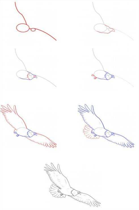 Как нарисовать орла  поэтапно 6 уроков