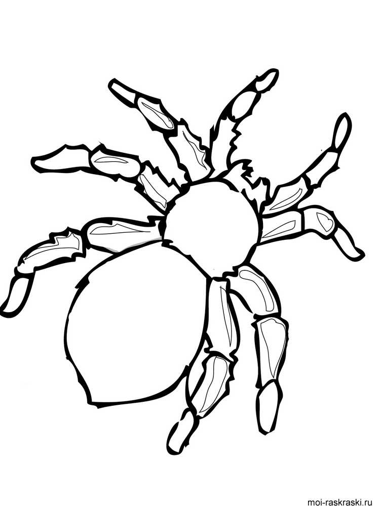 Раскраски паук | бесплатно распечатать, скачать картинки для детей