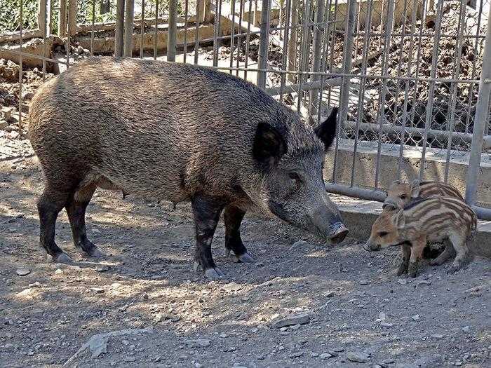 Породы свиней, каталог всех свиней с фото и описанием