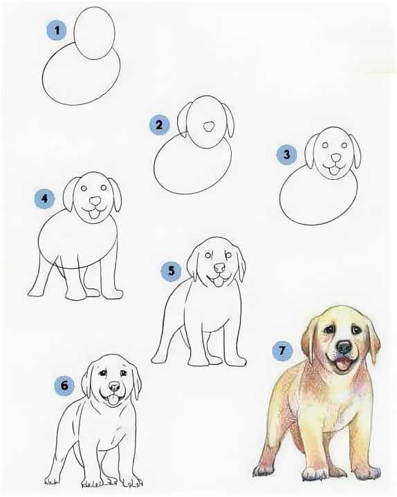 Как нарисовать собаку поэтапно карандашом: легко и красиво, фото, видео