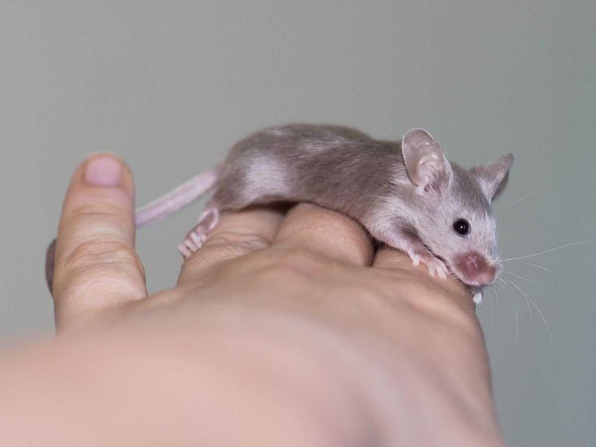Сыррр! 9 самых знаменитых крыс и мышей в кинематографе