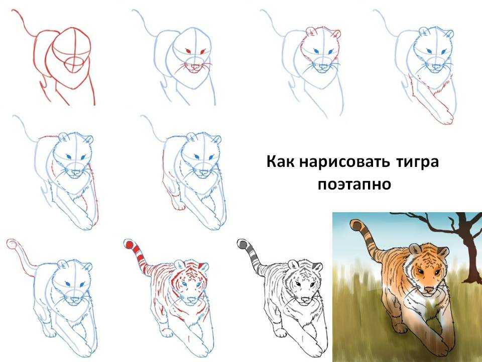 Как нарисовать тигра • makusha