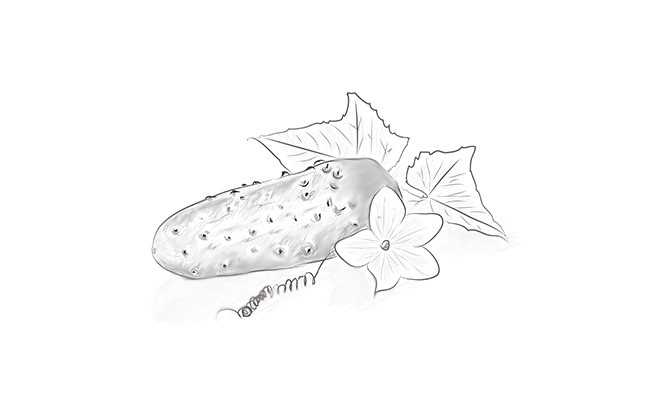 Как нарисовать кактус в горшке пошаговый рисунок — для детей